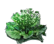 Plant - Green cauliflower