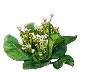Plant - Cauliflower