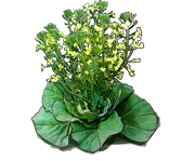 Plant - White cabbage