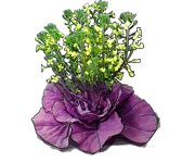 Plant - Red cabbage