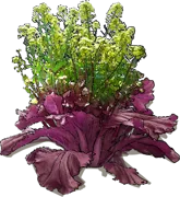 Plant - Purple Chinese Cabbage