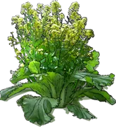 Plant - Chinese cabbage