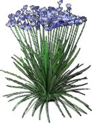 Plant - Ithuriel\u0027s Spear \u0027Queen Fabiola\u0027