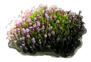 Plant - Spike Heath \u0027Balkan Rose\u0027