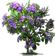 Plant - morning\u002Dnoon\u002Dand\u002Dnight flower