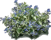 Plant - Siberian Bugloss \u0027Variegata\u0027