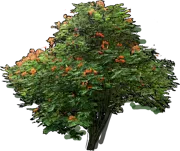 Plant - Caesalpinia pulcherrima