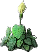 Plant - Caladium bicolor