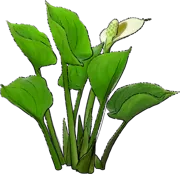 Plant - Water Arum