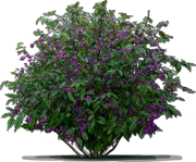 Plant - Beautyberry