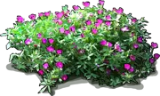Plant - Poppy Mallow
