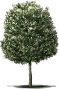 Plant - Lemon Buttlebrush