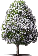 Plant - White Bottlebrush
