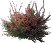 Plant - Heather \u0027Allegro\u0027