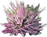 Plant - Heather \u0027JH Hamilton\u0027