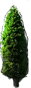 Plant - Calocedrus decurrens