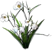 Plant - Calochortus white