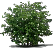 Plant - Sweetshrub \u0027Venus\u0027