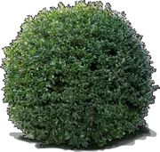 Plant - Camellia \u0027Jean May\u0027