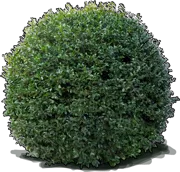 Plant - Camellia \u0027Mine\u002DNo\u002DYuki\u0027
