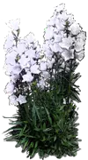 Plant - Campanula pericifolia \u0027Alba\u0027