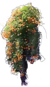 Plant - Orange Trumpet Creeper