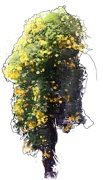 Plant - Yellow Trumpet Creeper