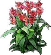 Plant - Canna Lily \u0027City Of Portland\u0027