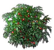 Plant - Carolina Reaper pepper