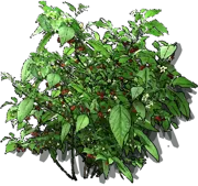 Plant - Dragon\u0027s Breath pepper