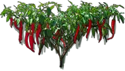 Plant - Pepper