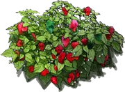 Plant - Trinidad Scorpion Butch T pepper