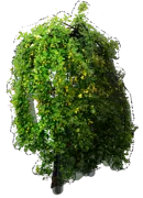 Plant - Caragana arborescens \u0027Pendula\u0027