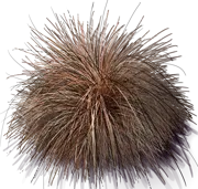 Plant - Bronze New Zealand Hair Sadge