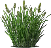 Plant - Fox sedge