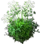 Plant - Caraway
