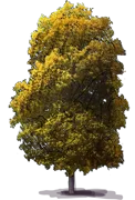Plant - Pignut Hickory