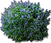 Plant - Bluebeard