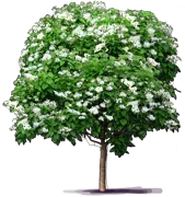 Plant - Catawba