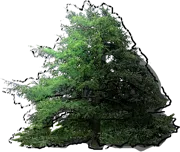 Plant - Cedrus atlantica
