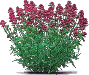 Plant - Red Valerian \u0027Coccineus\u0027