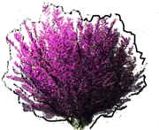 Plant - Cercis occidentalis