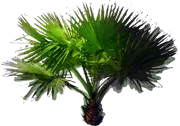 Plant - Wax Palm