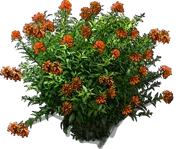 Plant - Cestrum orange