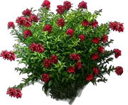 Plant - Cestrum elegans