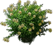 Plant - Cestrum Newellii