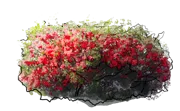 Plant - Flowering quince Elly Mossel