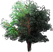 Plant - Chamaecypans pisifera  \u0027Boulevard\u0027