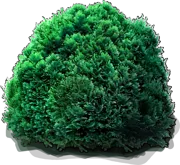 Plant - Lawson Cypress \u0027Minima Glauca\u0027