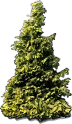 Plant - Nootka Cypress \u0027Aurea\u0027